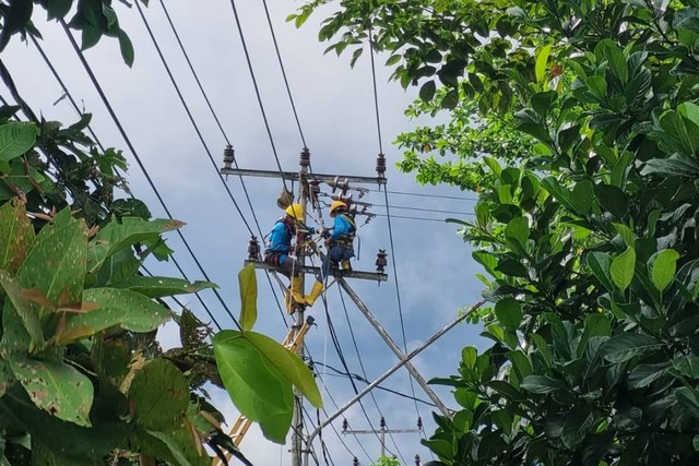 Petugas PLN melakukan pemeliharaan jaringan. Foto: Dok. PLN Pontianak