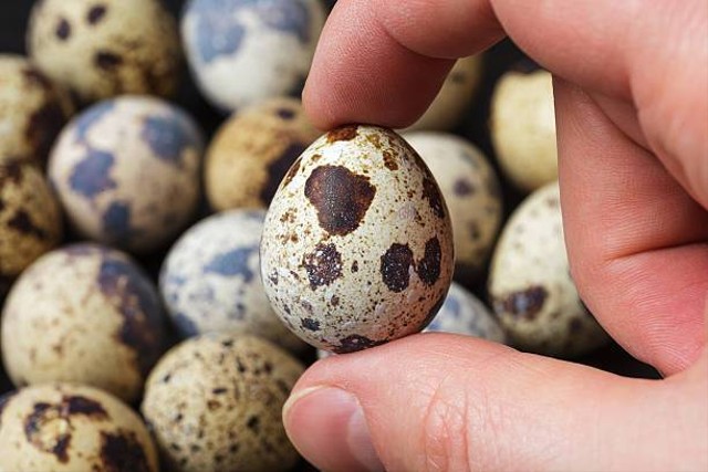 Ilustrasi manfaat telur puyuh untuk anak (Sumber: Pexels)