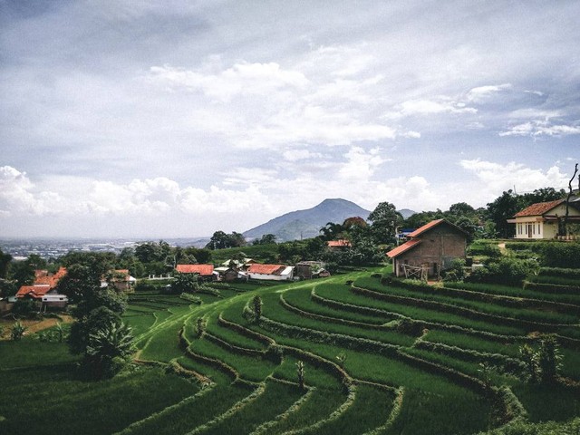 Kelompok Tumbuhan Padi yang Hidup di Sebidang Sawah    Foto:Unsplash