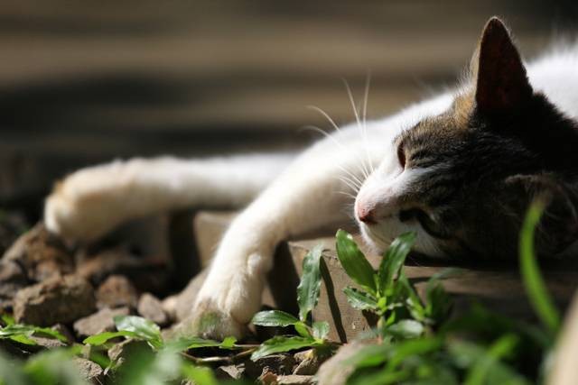 Ilustrasi hewan piaraan kucing. Foto: Aditia Noviansyah/kumparan