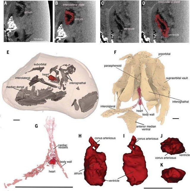 Fosil jantung ikan arthrodires yang ditemukan di formasi Gogoh, Australia, mempertahankan bentuk serta struktur jaringan lunak, memberi informasi krusial atas evolusi vertebrata. Foto: Trinajstic et al., Science, 2022