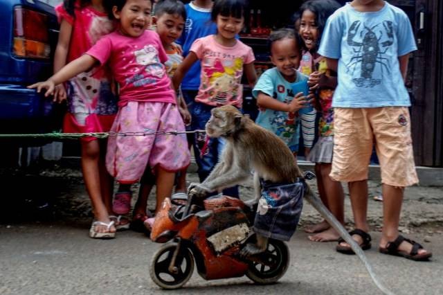 Atraksi topeng monyet di Bogor, Jawa Barat, Minggu (17/5). Foto: ANTARA FOTO/Yulius Satria Wijaya