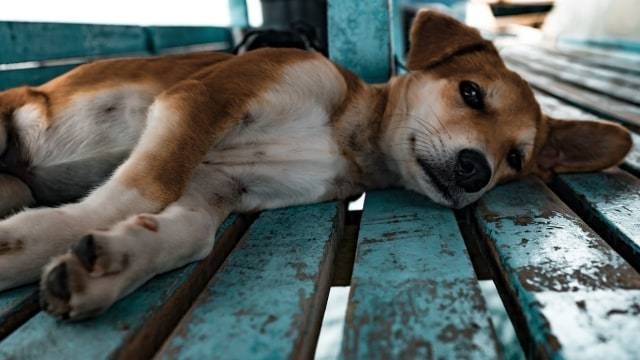 Ilustrasi anjing disiksa. (Foto: Pixabay)