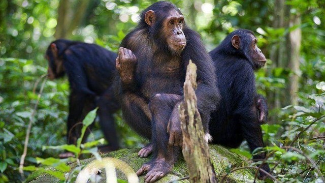 Setiap simpanse punya irama pukulan yang berbeda.