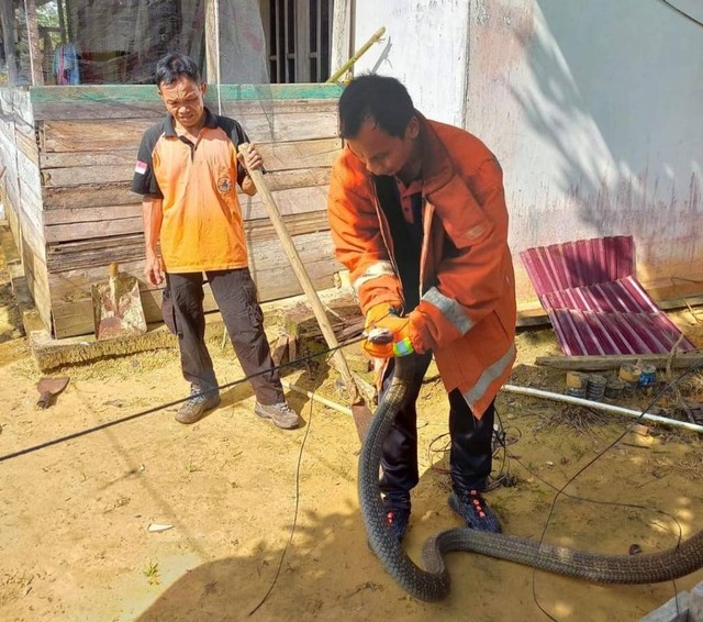 Petugas damkar Sanggau menangkap king kobra. Foto: Instagram @sanggau.city