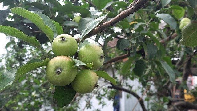 Ilustrasi pohon apel. Foto/Aisyah Nawangsari