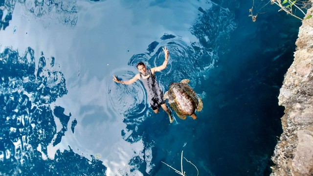 Wisatawan saat berenang bersama seekor penyu di danau Moko, Kabupaten Muna, Sulawesi Tenggara (Sultra). Foto. Syahramal Ayyin