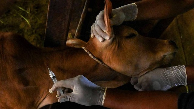 Petugas menyuntikkan vaksin penyakit mulut dan kaki (PMK) ke hewan ternak sapi di sebuah kandang di Lhoong, Aceh Besar, Selasa (26/7/2022). Foto: Chaideer Mahyuddin/AFP