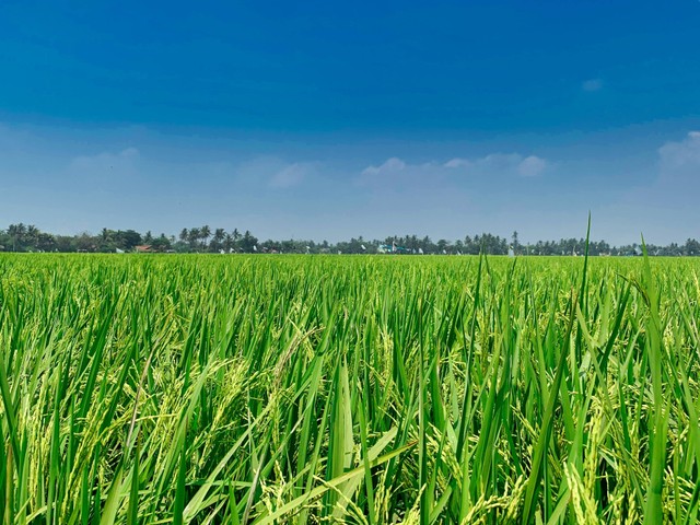 Hal yang Membedakan Sistem Pertanian Ladang dengan Sawah, Foto Unsplash Fajruddin Mudzakkir