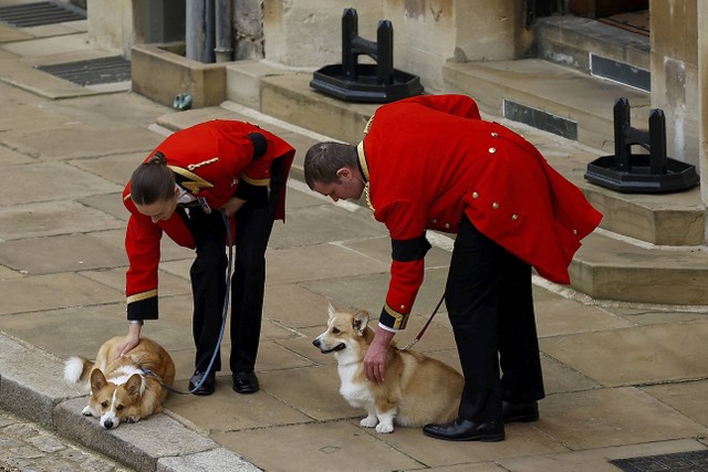 Anjing corgi Ratu Elizabeth, Sandy dan Muick, menunggu kedatangan jenazah Ratu Elizabeth II di Kastil Windsor, Windsor, Inggris, Senin, (19/9/2022).
 Foto: Peter Nicholls/Pool via AP PHOTO
