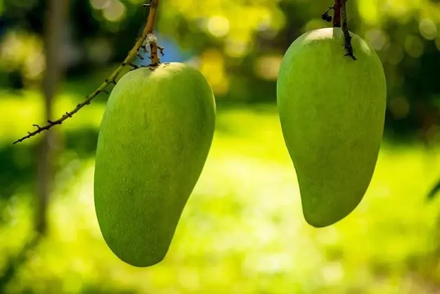 Ilustrasi jenis mangga di Indonesia. Foto: Pixabay