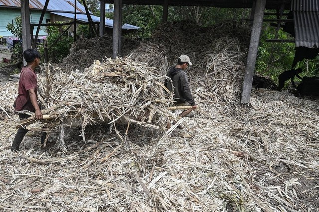 Para pekerja yang membawa sekam tebu saat memproduksi gula merah di sebuah industri rumah tangga di Ketol, Aceh, Senin (19/9/2022). Foto: Chaideer Mahyudin/AFP