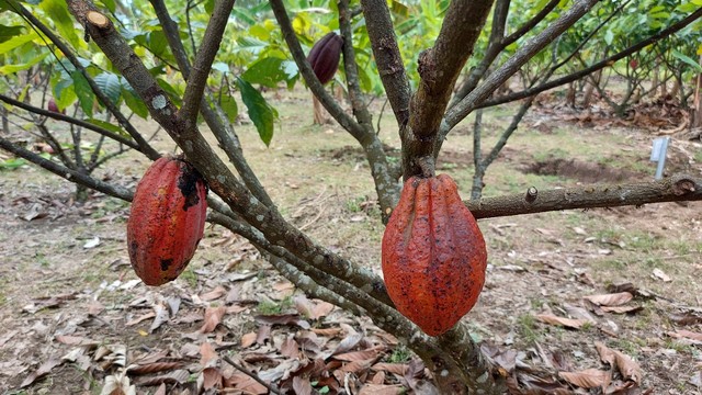 Perkebunan kakao di kabupaten Pinrang Foto: Azalia Amadea/kumparan