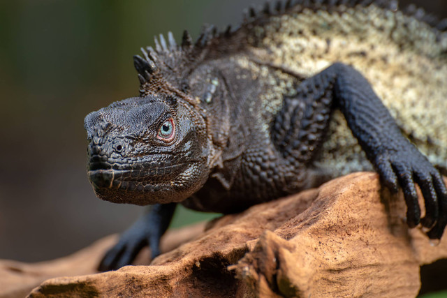 Kadal sirip hitam Sulawesi (Hydrosaurus celebensis). Foto: DSlight_photography/Shutterstock