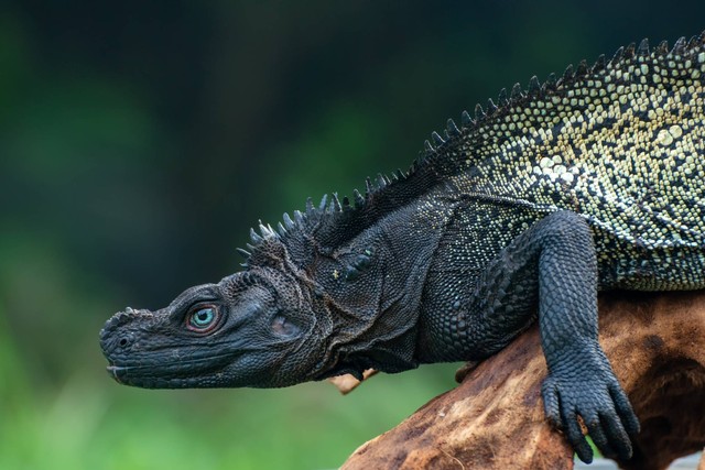 Kadal sirip hitam Sulawesi (Hydrosaurus celebensis). Foto: DSlight_photography/Shutterstock