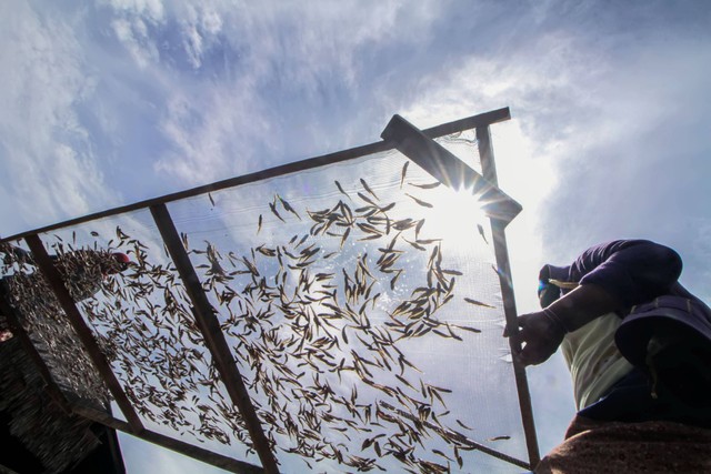 Pekerja menjemur ikan teri kualitas ekspor di sebuah pondok produksi di Desa Pusong Baru, Lhokseumawe, Aceh, Kamis (22/9/2022). Foto: Rahmad/Antara Foto