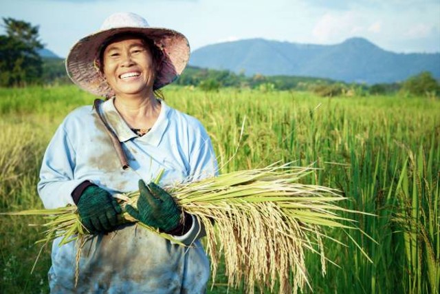 Sejarah Hari Tani dan Tanggal Peringatannya, Foto: Unsplash.