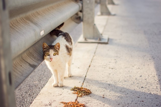 Ilustrasi kucing merupakan hewan yang tidak boleh dianiaya. Foto: Unsplash