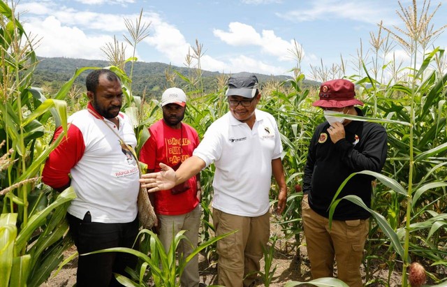 Papua Muda Inspiratif (PMI) binaan BIN memberdayakan 120 orang warga bekerja di lahan jagung di Kampung Sitori, Distrik Kebar Timur, Kabupaten Tambrauw, Provinsi Papua Barat. Foto: Dok. Istimewa