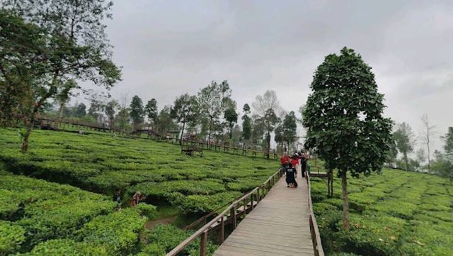 Rute ke Kebun Teh Tambi, foto: Google Street View