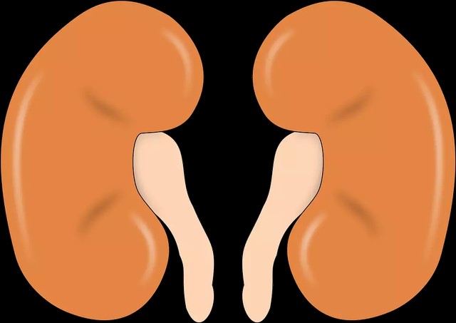 https://pixabay.com/users/openclipart-vectors-30363/ - skema pembentukan urine