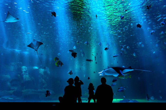 Ilustrasi Wisata Aquarium di Korea Selatan, Foto: Unsplash/Tim B Motivv