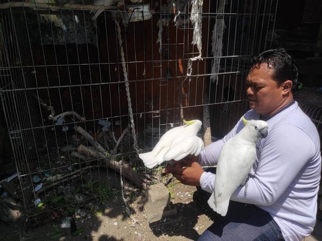 Melihat Lebih Dekat Penangkaran Burung Kakatua di Mojokerto