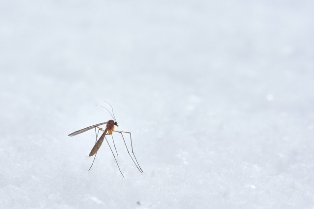Nyamuk adalah vektor yang menularkan penyakit malaria dan kaki gajah. Sumber: Wolfgang Hasselmann unsplash