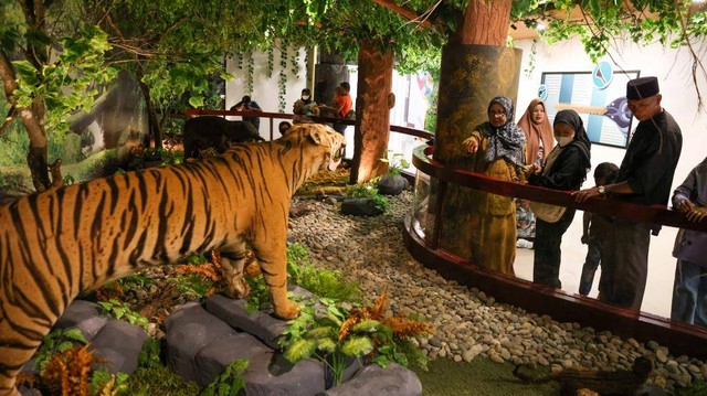 Pengunjung melihat offset harimau pada Pameran Koleksi Biologika di Museum Aceh, Senin (26/9/2022). Foto: Suparta/acehkini 