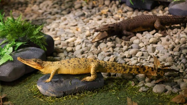 Buaya yang diawetkan. Foto: Suparta/acehkini