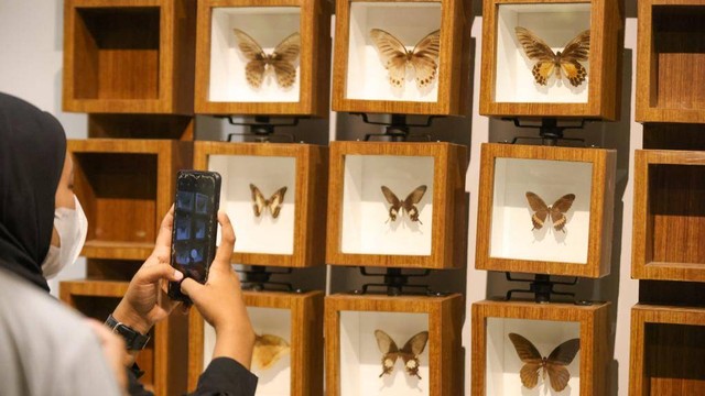 Pengunjung melihat aneka kupu-kupu pada Pameran Koleksi Biologika di Museum Aceh. Foto: Suparta/acehkini 