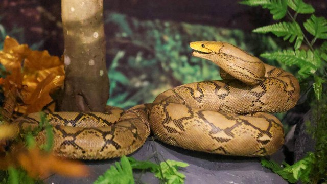 Offset ular piton di Museum Aceh. Foto: Suparta/acehkini