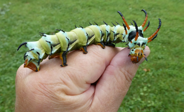 Ulat iblin bertanduk hickory. Foto: National Moth Week/Facebook