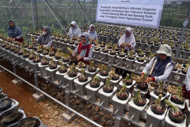 Kelompok Wanita Tani (KWT) Berkah memanen bawang merah di Kampung Ramah Lingkungan, Mutiara Bogor Raya, Katulampa, Kota Bogor, Jawa Barat, Selasa (27/9). Foto: Arif Firmansyah/ANTARA FOTO