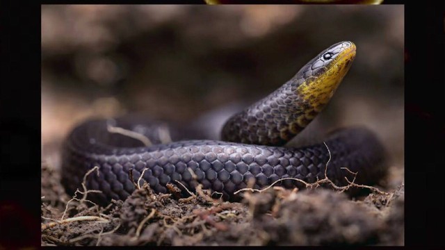 Spesies baru ular yang ditemukan di Ekuador. Foto: Youtube/Alejandro Arteaga