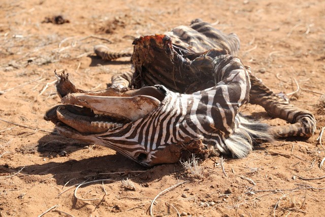 Bangkai Zebra Grevy yang terancam punah, yang mati saat kekeringan, terlihat di taman nasional Samburu, Kenya, 20 September 2022. Foto: Baz Ratner/REUTERS