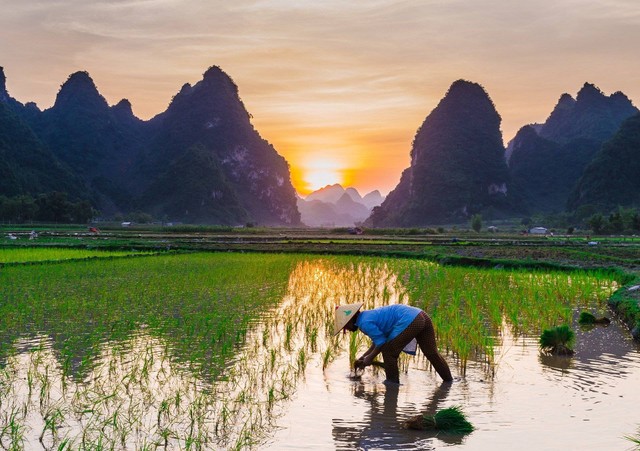 Ilustrasi petani sedang melakukan tanam padi, foto : pixabay