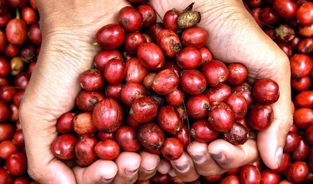 Ilustrasi kopi. Foto: Diskominfotik Kabupaten Bandung Barat