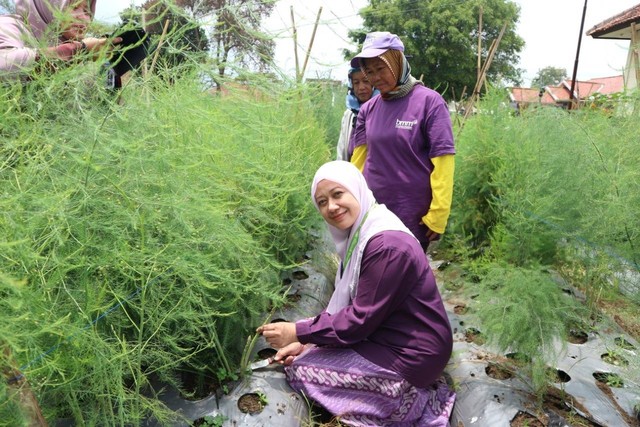 Lina (depan) lakukan panen asparagus bersama para petani penerima manfaat. Sumber: Dokumentasi Laznas BMM