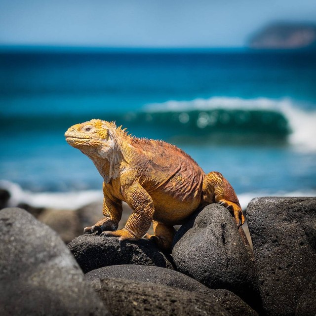 Ilustrasi Negara yang Memiliki Pulau Galapagos        Foto:Unsplash