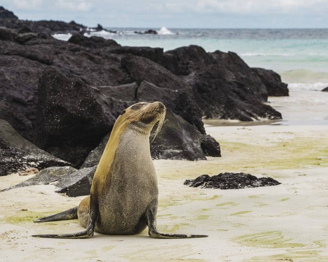 Jawaban TTS: Negara yang Memiliki Pulau Galapagos      Foto:Unsplash