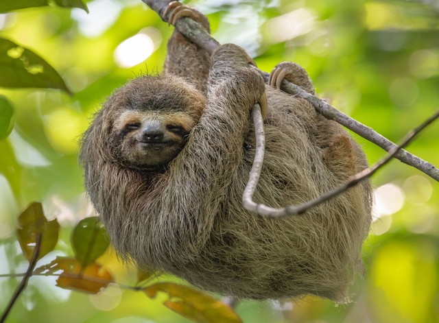 Spesies kungkang Bradypus variegatus. Foto: Harry Collins Photography/Shutterstock