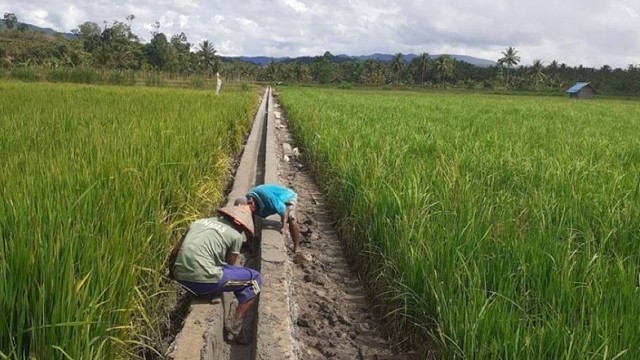 Rehabilitasi Jaringan Irigasi Tersier (RJIT) di Desa Waode Angkalo, Kecamatan Bonegunu, Kabupaten Buton Utara. Foto: Kementerian Pertanian