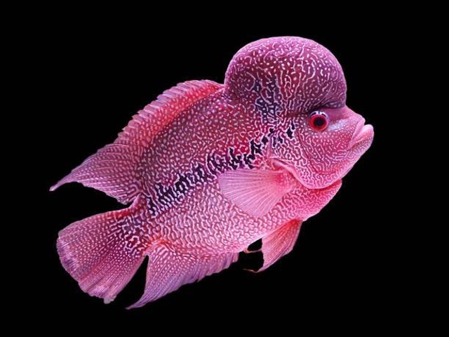 Ilustrasi jenis ikan louhan. Foto: Pexels
