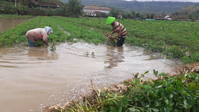 Petani sedang memanen kacang tanah di tengah lahan yang terendam banjir. Foto: Erfanto/Tugu Jogja