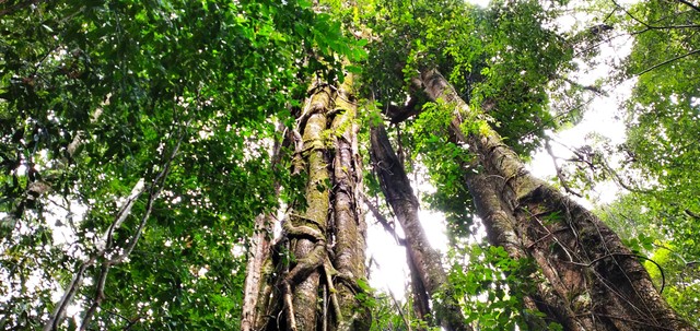 Pepohonan yang rindang di Hutan Adat Talun Sakti, Jambi. (Foto: M Sobar Alfahri/Jambikita)