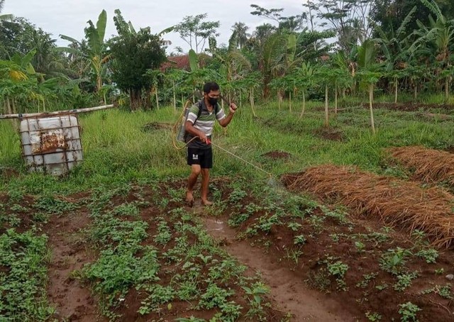 Petugas Pembinaan SAE Lugosobo melakukan perawatan tanaman cabai (Humas Rutan Purworejo)
