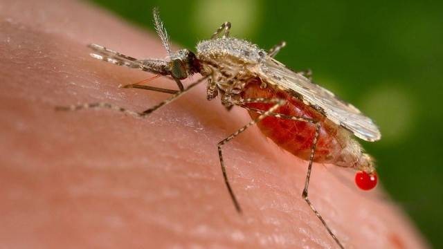 Nyamuk Anopheles penyebar malaria. Foto: Jim Gathany/CDC via Wikimedia Commons