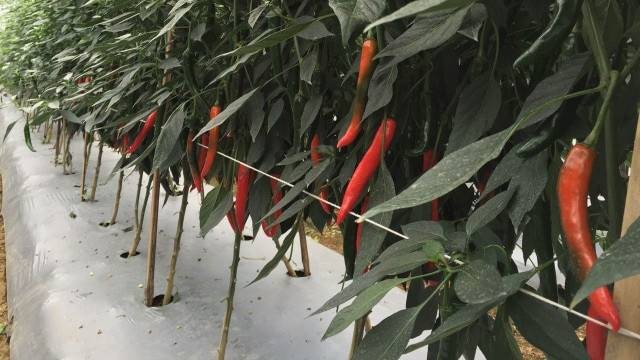 Lahan tanaman cabai merah (Foto: Ditjen Hortikultura Kementerian Pertanian)