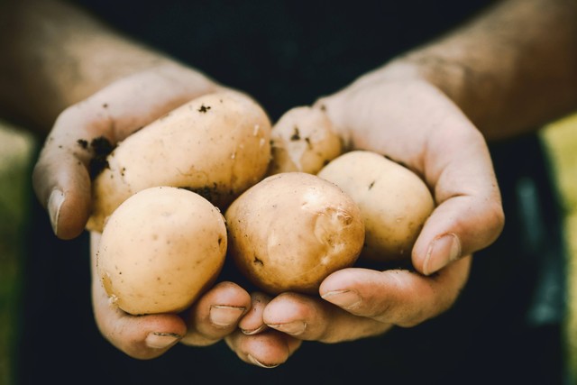 Kandungan Terdapat dalam Kentang bagi Kesehatan yaitu, Foto Unsplash Jeshoots.com